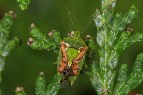 Sting bug Buntrock (Cyphostetus tristiatus on green leaves of Thuja plant in nature,