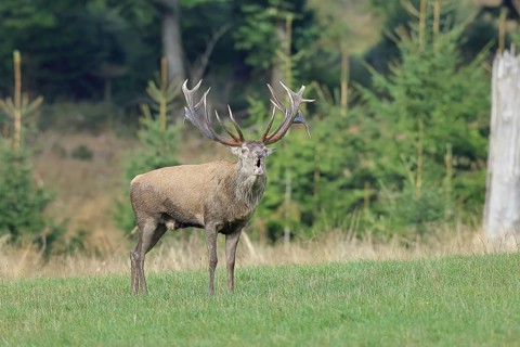 Red deer (Cervus elaphus) during the rutting season, a large stag roaring in a forest clearing,