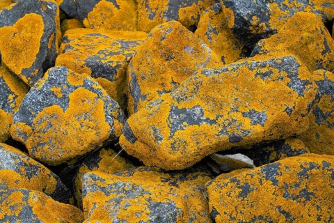 Stones with common orange lichen (Xanthoria parietina), East Frisia, Lower Saxony, Germany, Europe