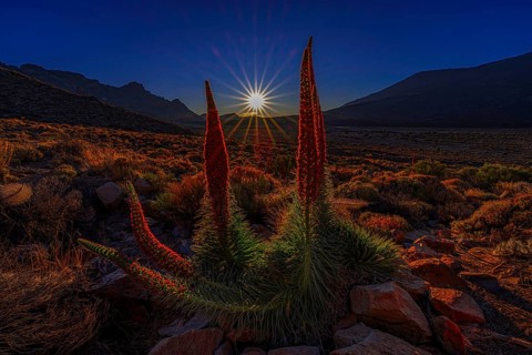 Sun star during the golden hour in Teide National Park with red tajinasts in the foreground