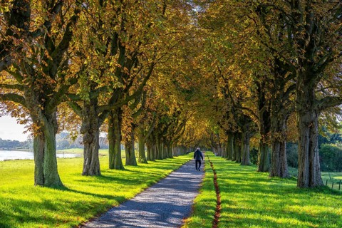 Dense chestnut tree avenue at the Rhine dike near Neuss, Deichallee, autumn, colourful leaves,
