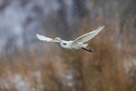Great White Egret (Egretta alba) Germany