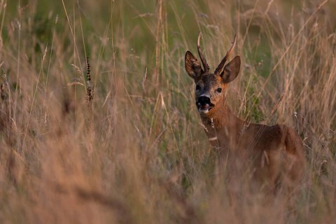 Roebuck, leaf time, Wittlich, Rhineland-Palatinate, Germany, Europe