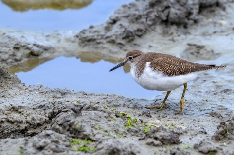 Common sandpiper (Actitis hypoleucos, Tringa hypoleucos) foraging for invertebrates in mud along