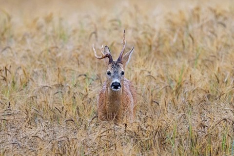 European roe deer (Capreolus capreolus) buck, male with deformed antlers showing distorted spike in
