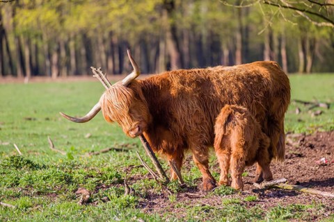 One Highland cow (Bos primigenius) taurus) and her calf stand on a meadow. A forest is in the