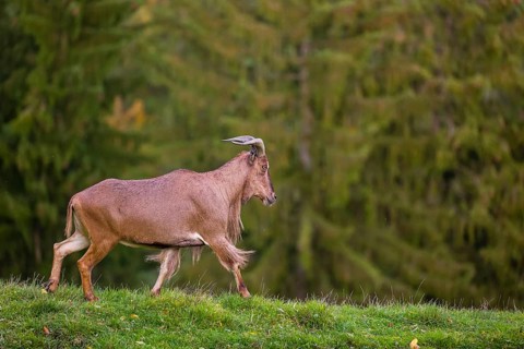One Barbary sheep (Ammotragus lervia) stands on green hilly ground. A forest is in the background