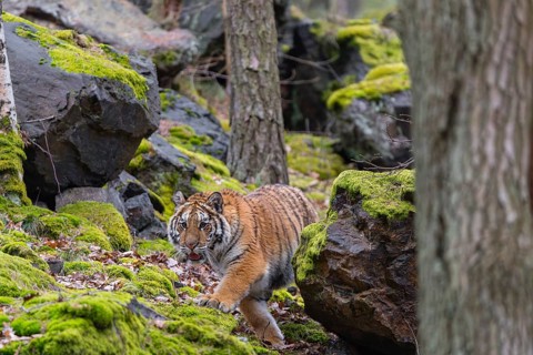 One young female Siberian Tiger, Panthera tigris altaica, walking between rocks in a forest