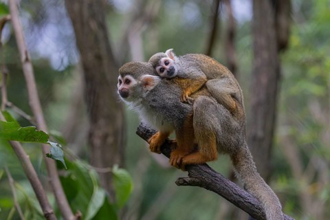 One female Central American squirrel monkey, Saimiri oerstedii, carrying her baby. Green vegetation