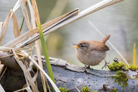 Wren (Troglodytes troglodytes) singing on a branch next to dry reeds on the bank, Hesse, Germany,