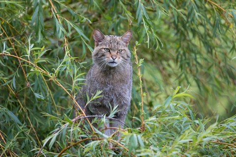 One European wildcat, Felis silvestris silvestris, sitting in a green weeping willow tree. Green