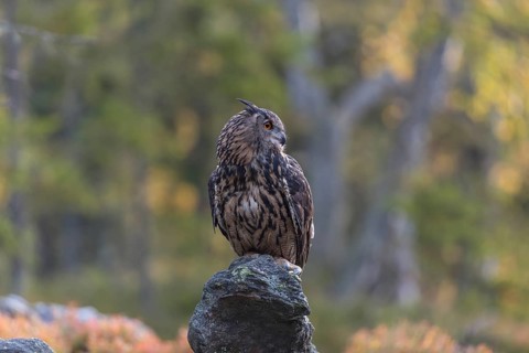 One Eurasian Eagle Owl, Bubo bubo, sitting on grey rocks, a green forest in the background. Early
