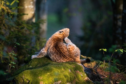 Eurasian Lynx or Northern Lynx (Lynx lynx), adult animal scratching its ear with its hind leg, in