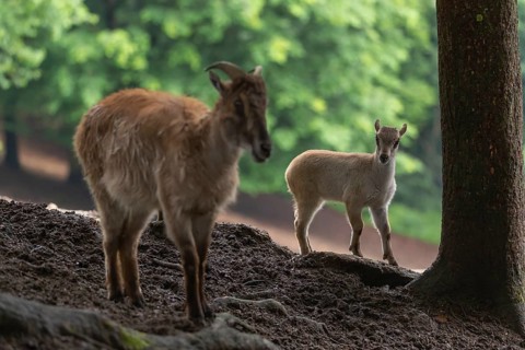 A female Himalayan tahr (Hemitragus jemlahicus) stands on a forest edge with one young. In the