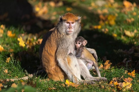 One female patas monkey (Erythrocebus patas)with her baby in late light on a green meadow