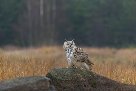 One Siberian Eagle Owl (Bubo bubo sibiricus) sitting on a rock between tall reed grass lakeshore on