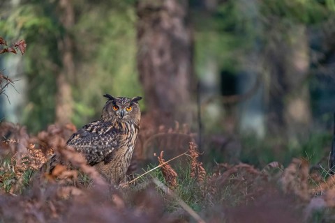 One Eurasian Eagle Owl, Bubo bubo, sitting on a forest floor between autumnal ferns