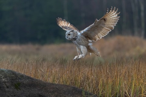 One Siberian Eagle Owl (Bubo bubo sibiricus) landing on a rock between tall reed grass lakeshore on