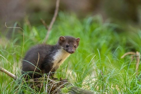 One beech marten (Martes foina), playing on the forest floor between green vegetation