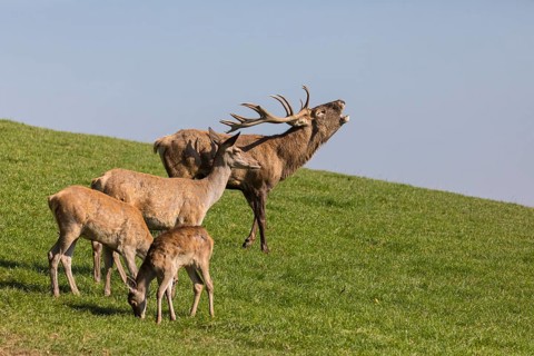 One Red Deer stag (Cervus elaphus) at the rutting season, standing on a meadow, calling. Some doe