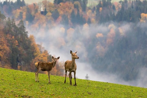 Two female red deer (Cervus elaphus) stand on a meadow. Early morning light with a forest in mist