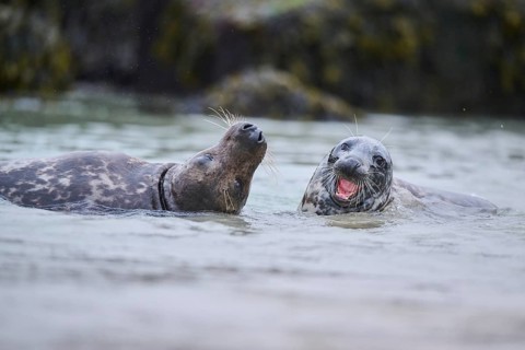 Grey seal (Halichoerus grypus) playing with each other in the water, sea, Düne, Helgoland,