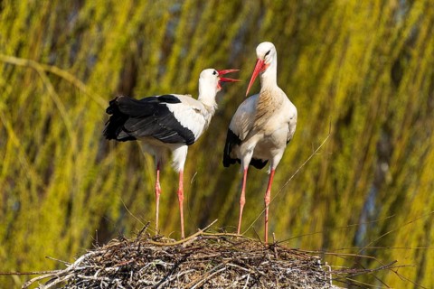 Two storks standing in the nest, one seems to be 'talking' to the other, willow in the background,