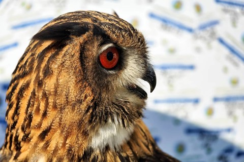 Bengal Eagle Owl (Bubo bengalensis), attentive gaze, captive, Bird Park, Berlebeck Eagle