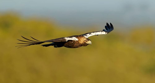 Spanish imperial eagle (Aquila adalberti) in flight, Extremadura, Spain, Europe