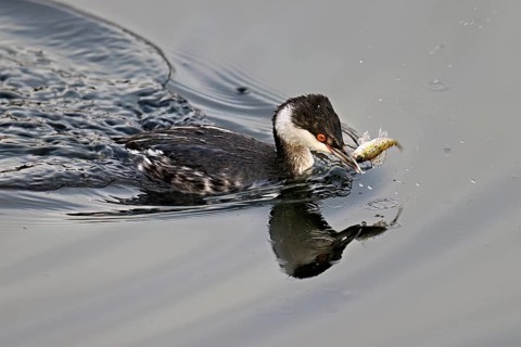 Slavonian grebe (Podiceps auritus), adult, in a white plumage, winter plumage, swimming with a fish