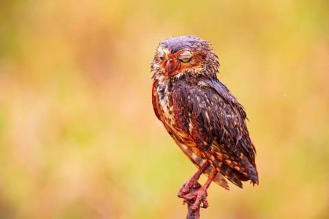 Burrowing owl (Speotyto cunicularia) Pantanal Brazil