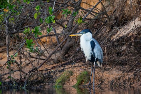 Cocoi Heron (Ardea cocoi) Pantanal Brazil