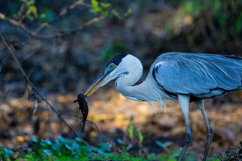 Cocoi Heron (Ardea cocoi) Pantanal Brazil