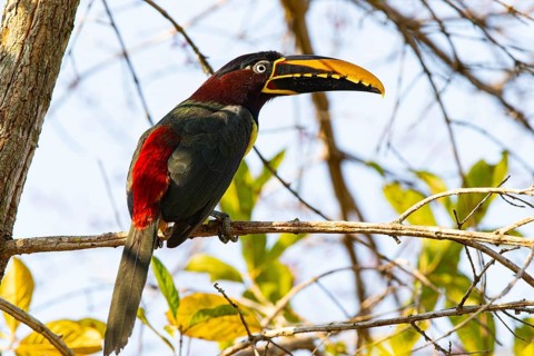Chestnut-eared aracari (Pteroglossus castanotis) Pantanal Brazil#