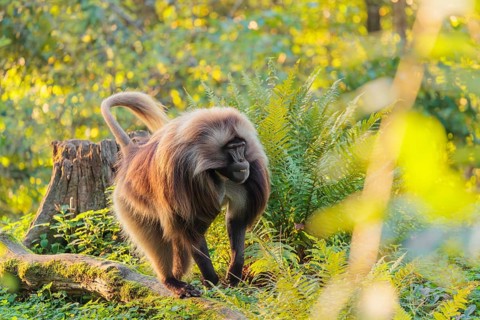 An adult male gelada (Theropithecus gelada), or bloodheart monkey, runs in beautiful light across a