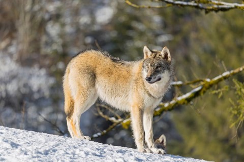 A young grey wolf (Canis lupus lupus) stands on a sloping, snow-covered meadow at the edge of a