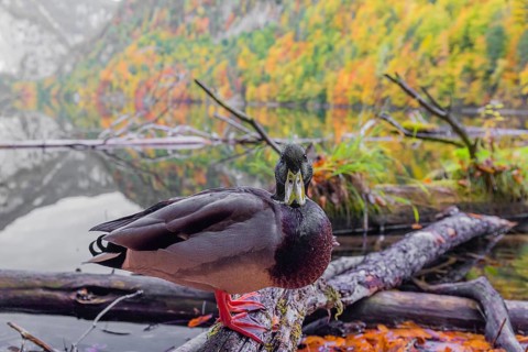 A male mallard, Anas platyrhynchos, stands on driftwood on the shore of Lake Toplitz, Austria,
