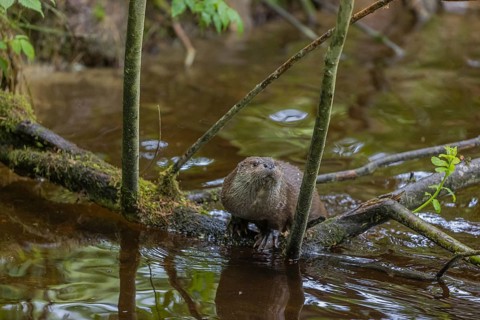 One Eurasian otter (Lutra lutra), swimming and climbing over a branch lying partially in water