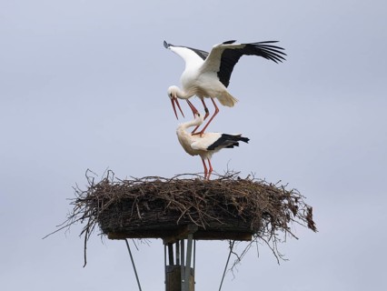 Weißstorch (Ciconia ciconia), brütendes adultes Paar am Nistplatz, kurz vor der Kopulation, Hessen,