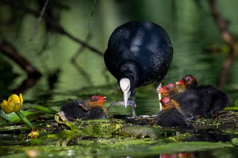 Great Crested Grebe (Podiceps cristatus), Nettetal, Germany, Europe