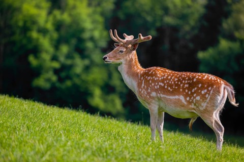 A male fallow deer (Dama dama) stands on a meadow. A forest is in the background