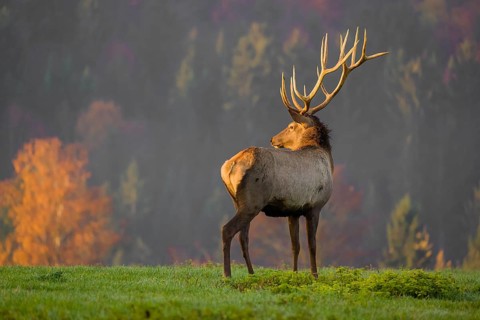 An Altai maral stag, Altai wapiti or Altai elk (Cervus canadensis sibiricus) stands on a meadow in