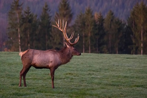 An Altai maral stag, Altai wapiti or Altai elk (Cervus canadensis sibiricus) stands on a meadow in