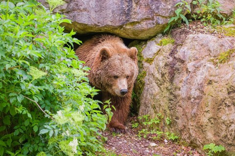A female Eurasian brown bear (Ursus arctos arctos) leaves her den under an elderberry bush