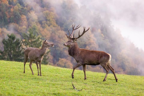 A red deer stag (Cervus elaphus) and a hind are standing in a meadow in hilly terrain. A forest