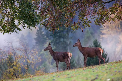 Two red deer hinds (Cervus elaphus) stand in a meadow, A forest with autumn leaves can be seen in