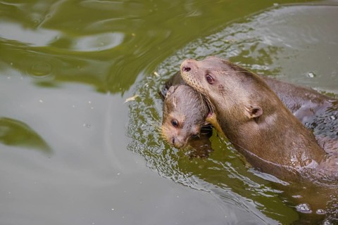 An adult giant otter or giant river otter (Pteronura brasiliensis) swims in a small river carrying