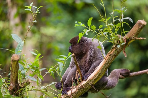 A common woolly monkey, brown woolly monkey, or Humboldt's woolly monkey (3) (Lagothrix