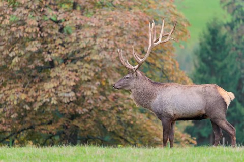 An Altai maral stag Altai wapiti or Altai elk (Cervus canadensis sibiricus) stands in a meadow in