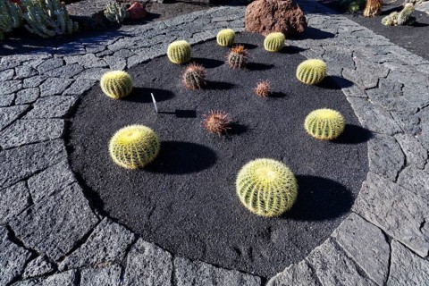 Spherical cactus in a bed, black lava stone, cactus garden, succulent garden Jardín de Cactus,